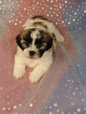 READY Female Shih tzu Bichon Puppy for Sale 